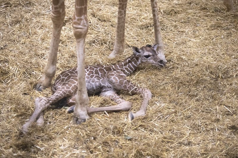 Très belle nouvelle chez les girafes : une petite femelle est née ! -  Beauval Actus
