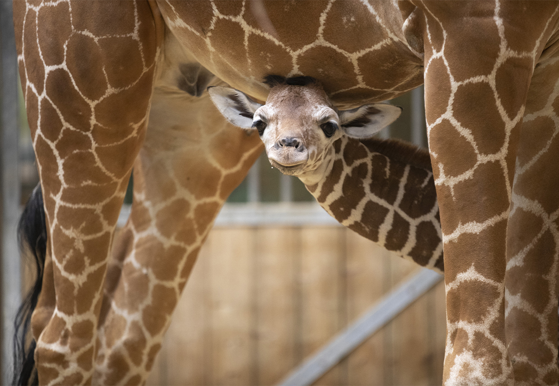 bébé girafe sous sa mère Baya