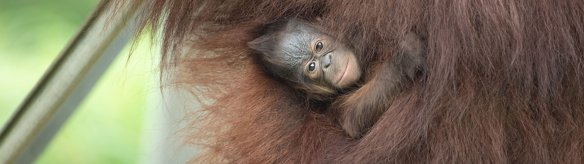bébé orang-outan
