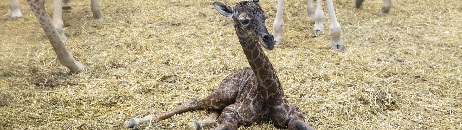 bébé girafe