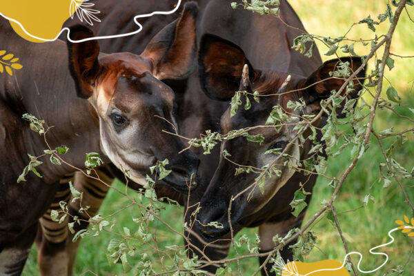 Des giraffidés fascinants à l’honneur aujourd’hui : les okapis !