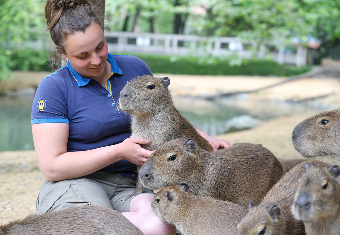 soigneuse avec capybaras dans la pampa sud-américaine