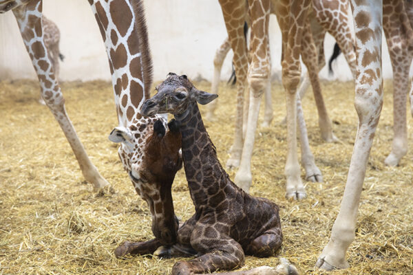Nouvelle naissance d’un girafon trop mignon !