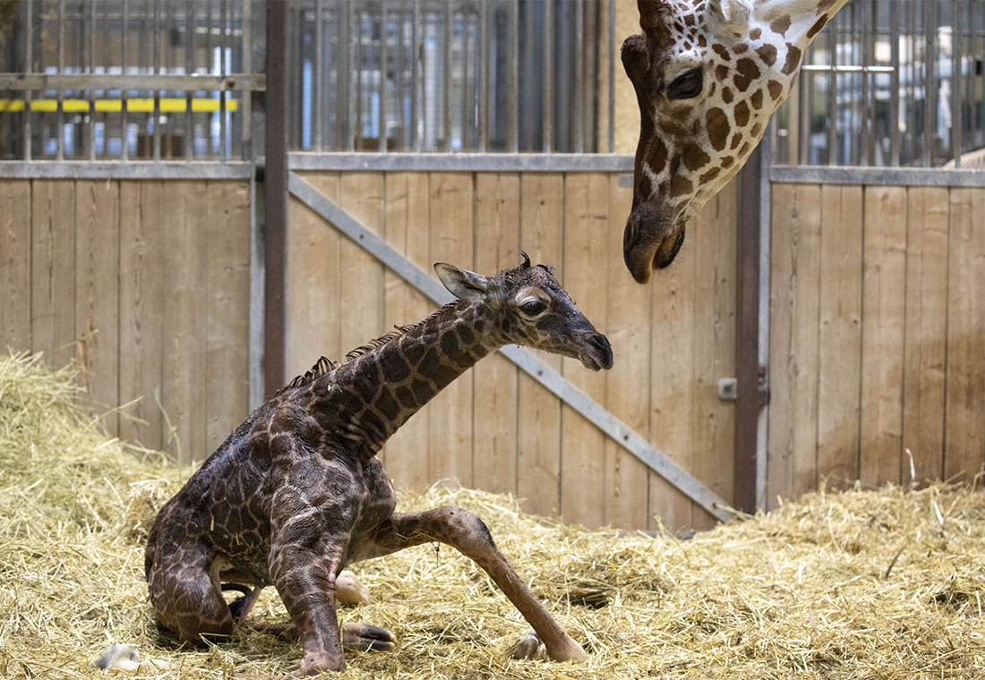 bébé girafe