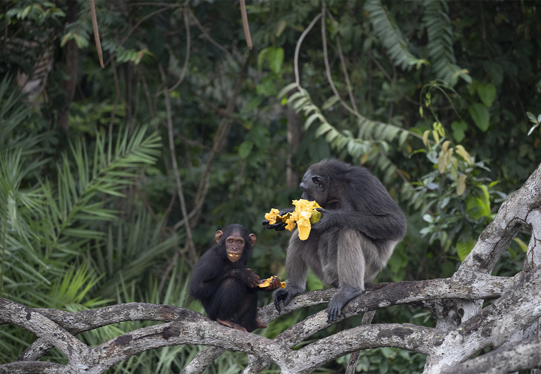 chimpanzé au parc national de Conkouati-Douli