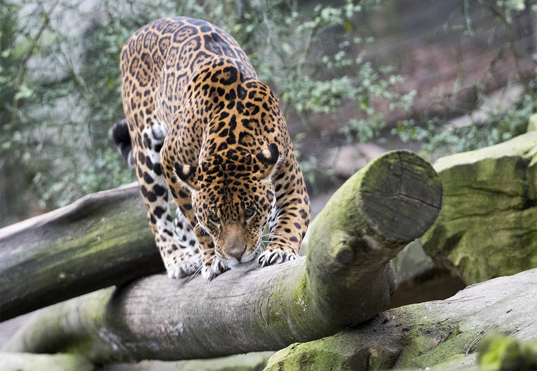 Miguel, jaguar du ZooParc de Beauval