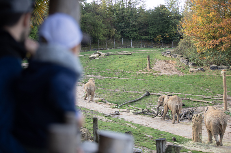 Beauval dans le Top 10 TripAdvisor !