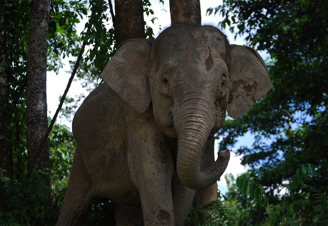 éléphant d'Asie dans la forêt de Bornéo