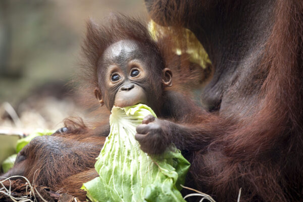 Les orangs-outans sont parrainables !
