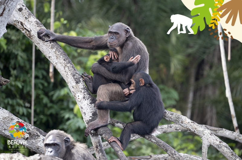 Une journée dans la vie d’un chimpanzé Beauval Actus