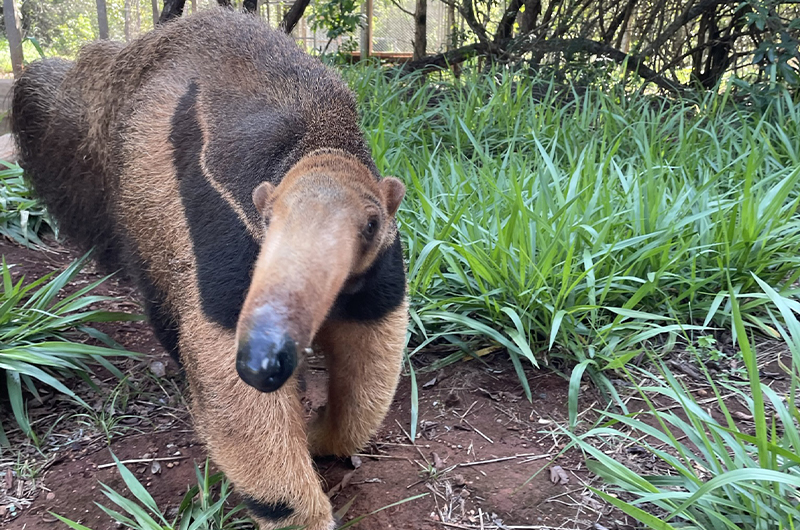 https://actus.zoobeauval.com/wp-content/uploads/2024/04/mort_bahia_foumilier_programme_icas.jpg