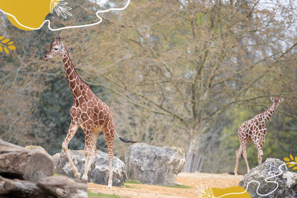 Journée mondiale de la girafe : protégeons l’animal terrestre le plus grand !