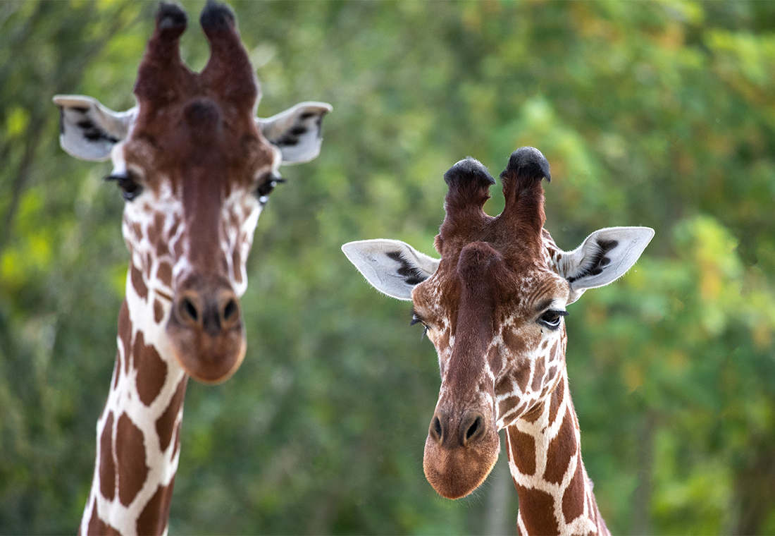 Journée mondiale de la girafe : protégeons l’animal terrestre le plus grand !