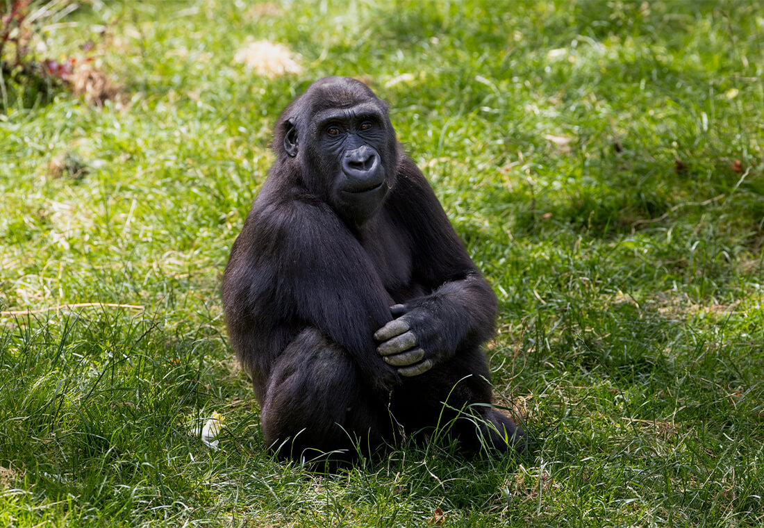 Les Grands Singes à l’honneur aujourd’hui !