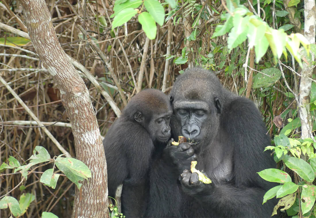 Les Grands Singes à l’honneur aujourd’hui !