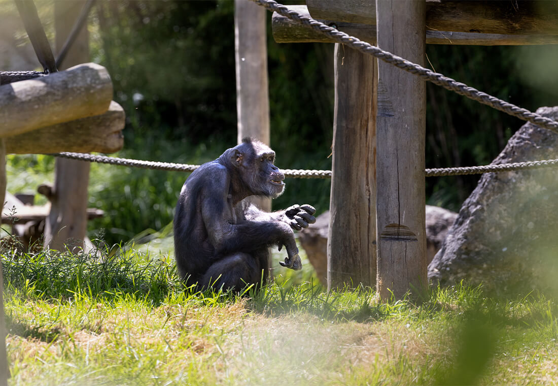 Les Grands Singes à l’honneur aujourd’hui !