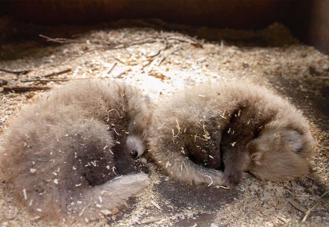 Bienvenue à bord, les bébés !