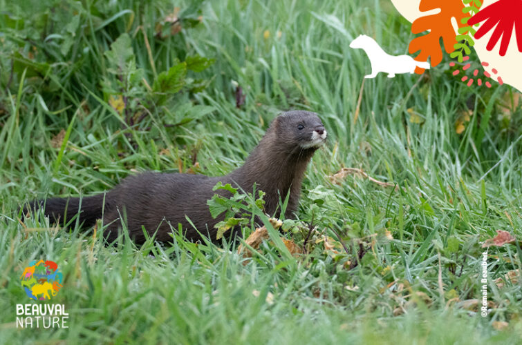 À la découverte du vison d'Europe - Beauval Actus