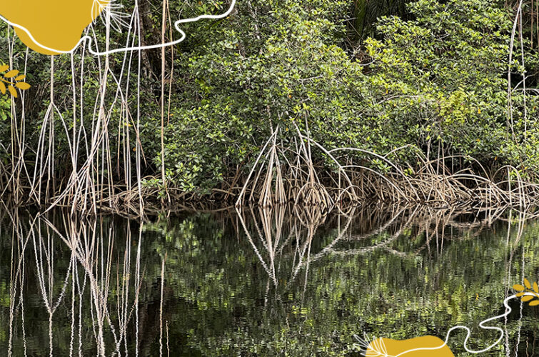 Journée internationale de la mangrove, écosystème en grand danger…