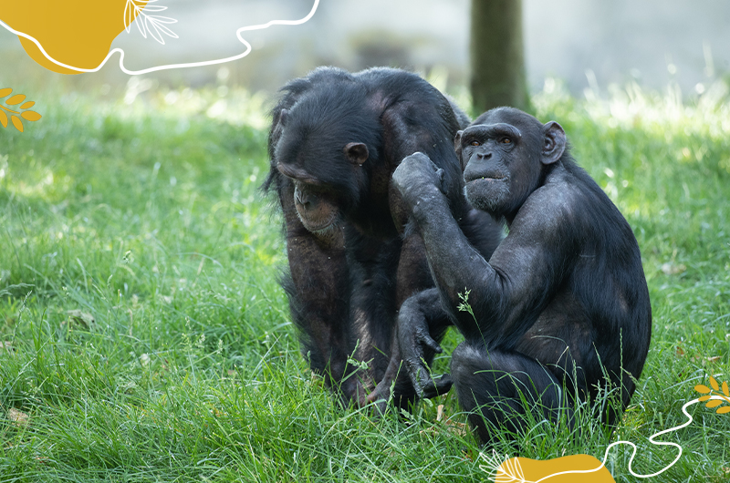 Les chimpanzés à l’honneur !