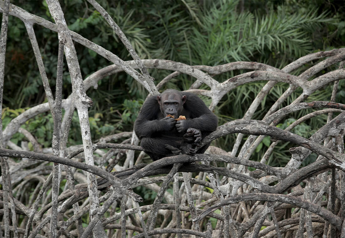 Les chimpanzés à l’honneur !