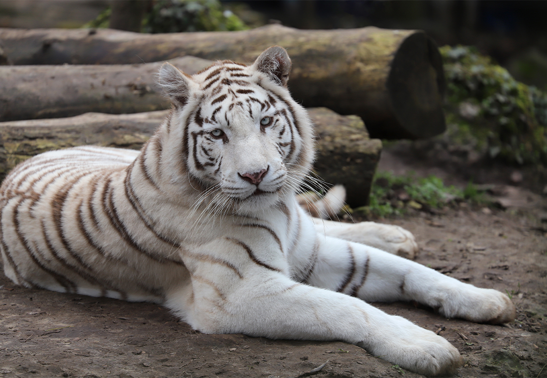 Journée mondiale du tigre : protégeons le plus grand des félins !