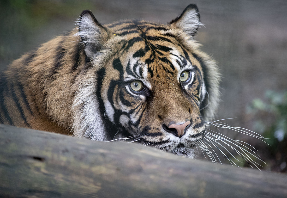 Journée mondiale du tigre : protégeons le plus grand des félins !