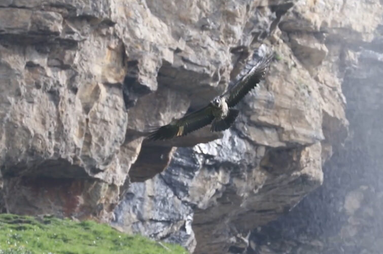 De Beauval à la nature, l’odyssée de Paradiso en 3 vidéos !