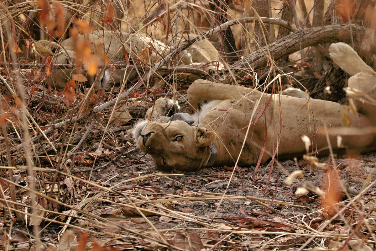 A collared lioness rolls on her back in Senegal's Niokolo Koba National Park