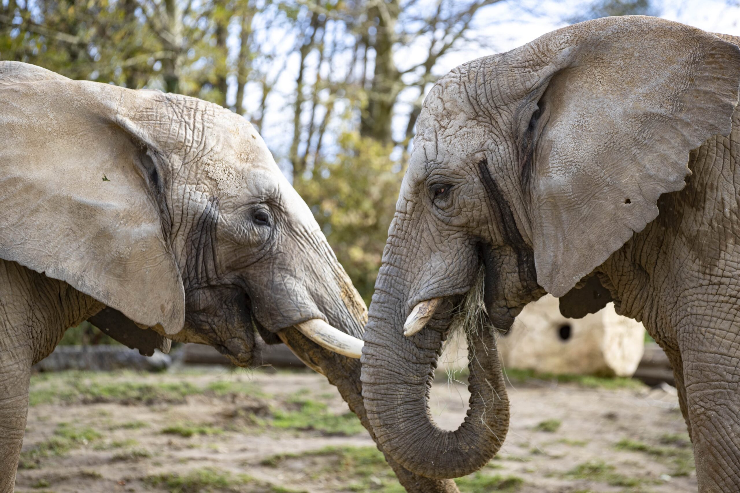 La Laune De L l phant Laune Ou Trou De L l phant GOQN