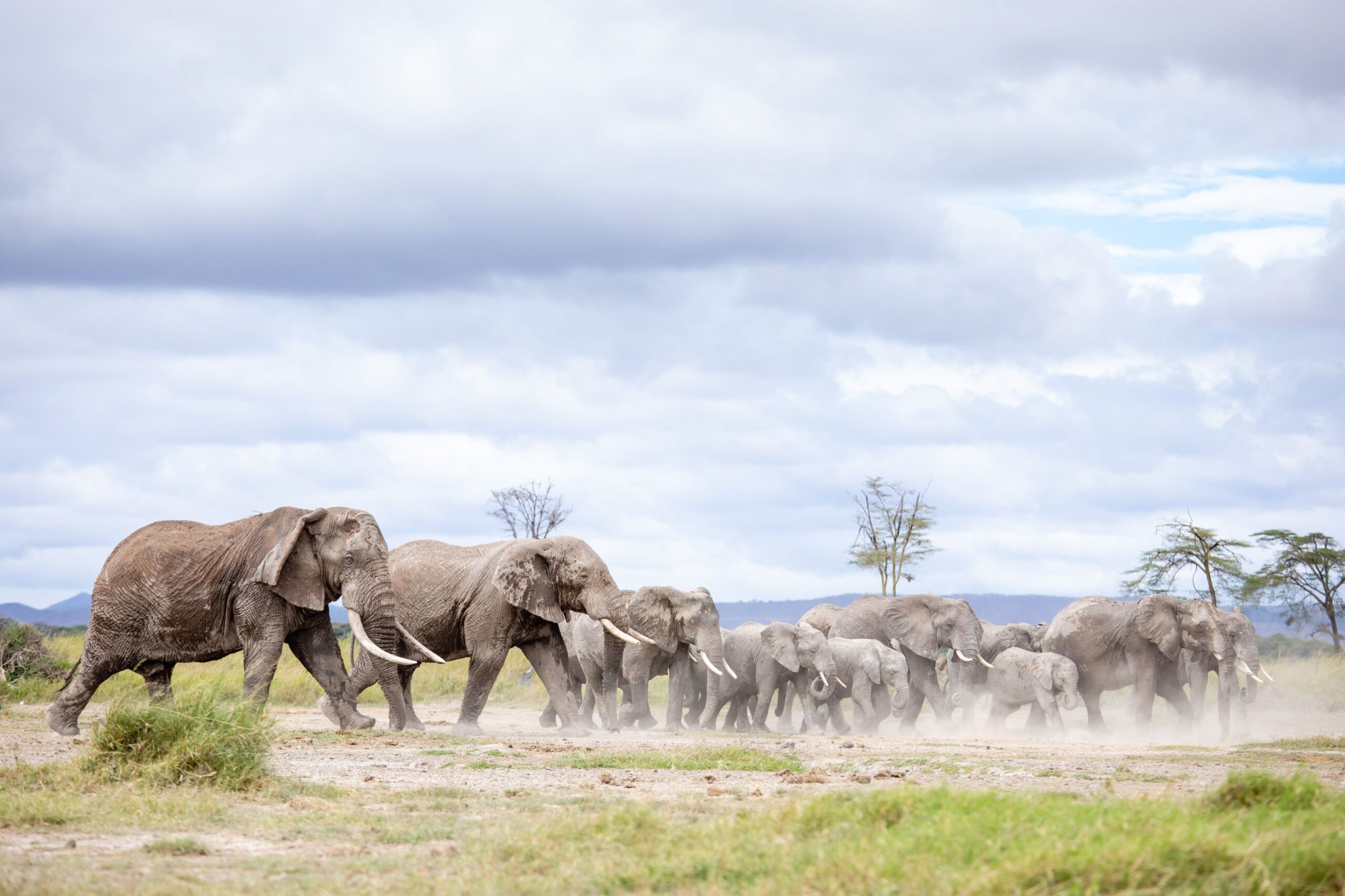 Family of elephants stride across Kimana Sanctuary (Jeremy Goss)