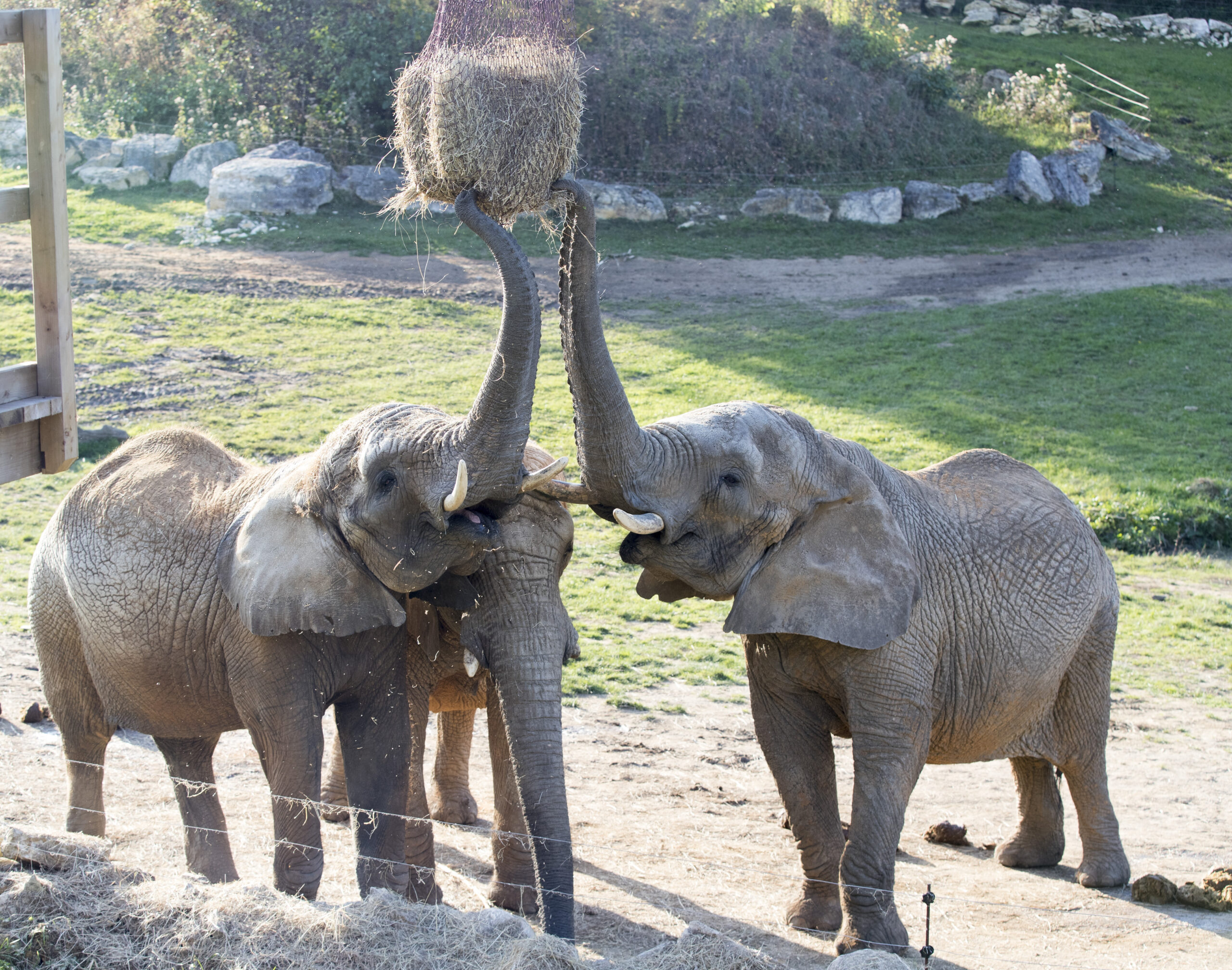 trois éléphants du zooparc de beauval