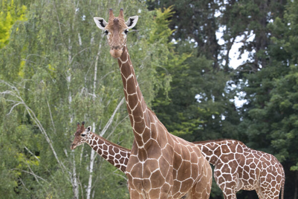 girafes