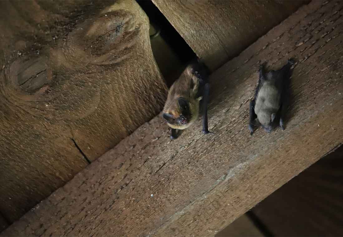 Pipistrelle et un jeune