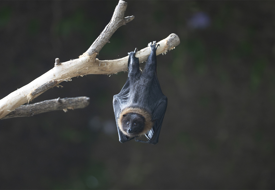 Chauve-souris de Rodrigues