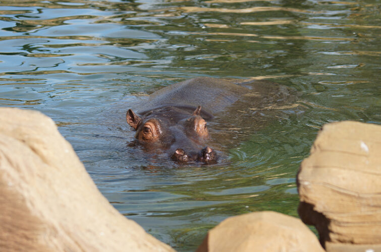 Brèves de Beauval épisode 23 - Hippopotames