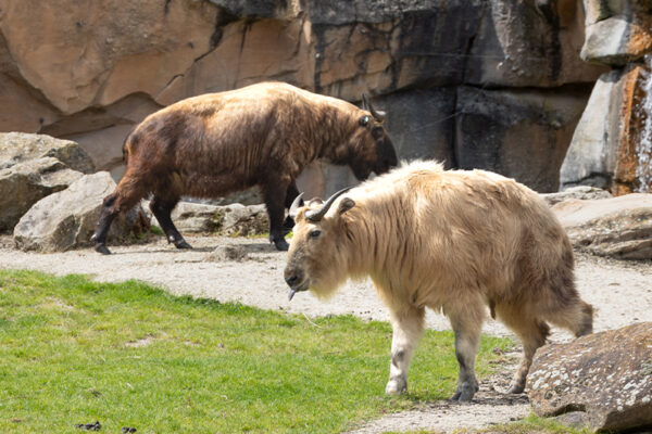 Brèves de Beauval épisode 24 - takins dorés