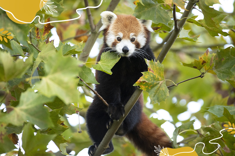 Journée internationale du panda roux 2024