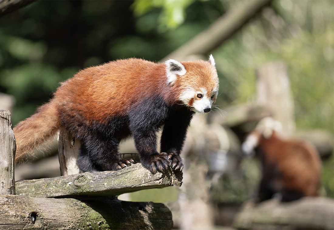 Les pandas roux de Beauval