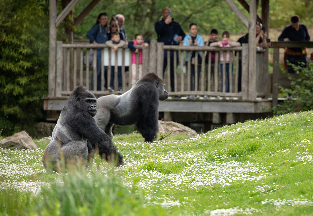 Mâles gorilles à Beauval