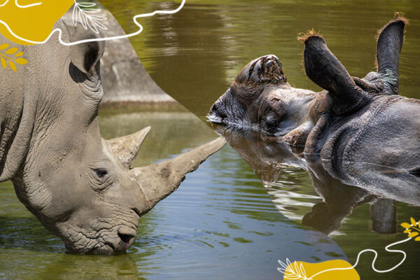 Journée mondiale des rhinocéros 2024