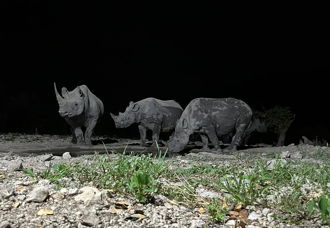 Rhinocéros blancs dans le Parc national Kruger