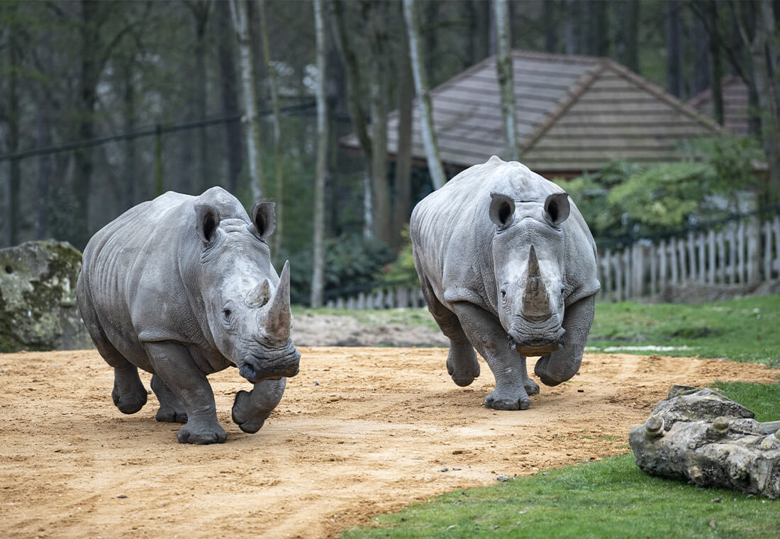 Nos deux femelles rhinocéros blancs