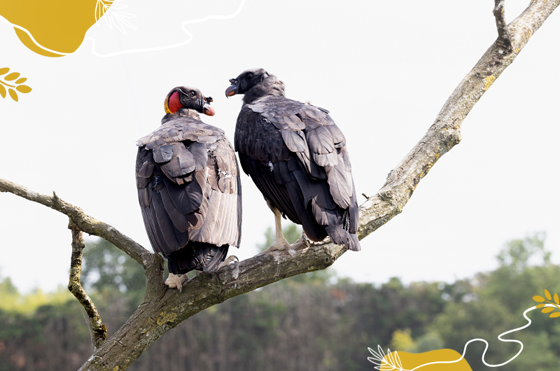 Vautours pape juvéniles à Beauval