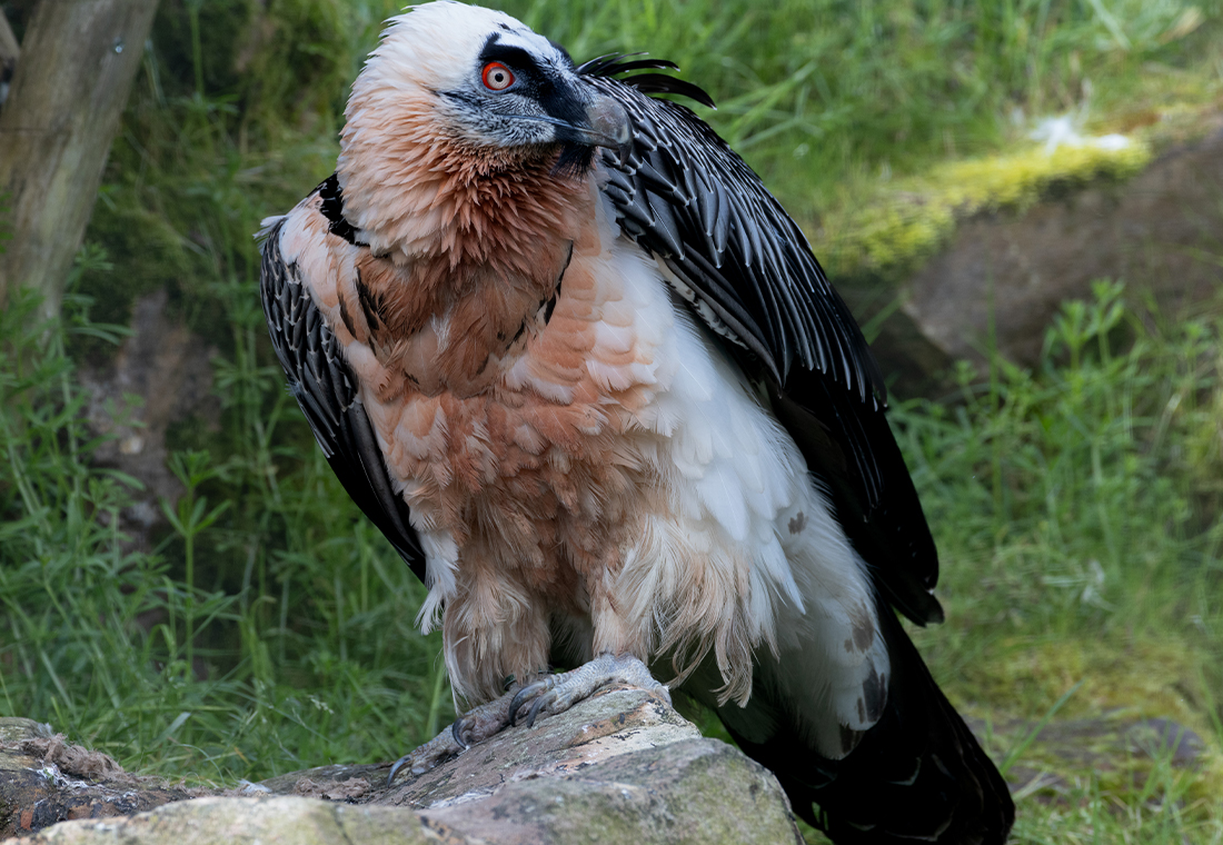 Gypaète barbu à Beauval