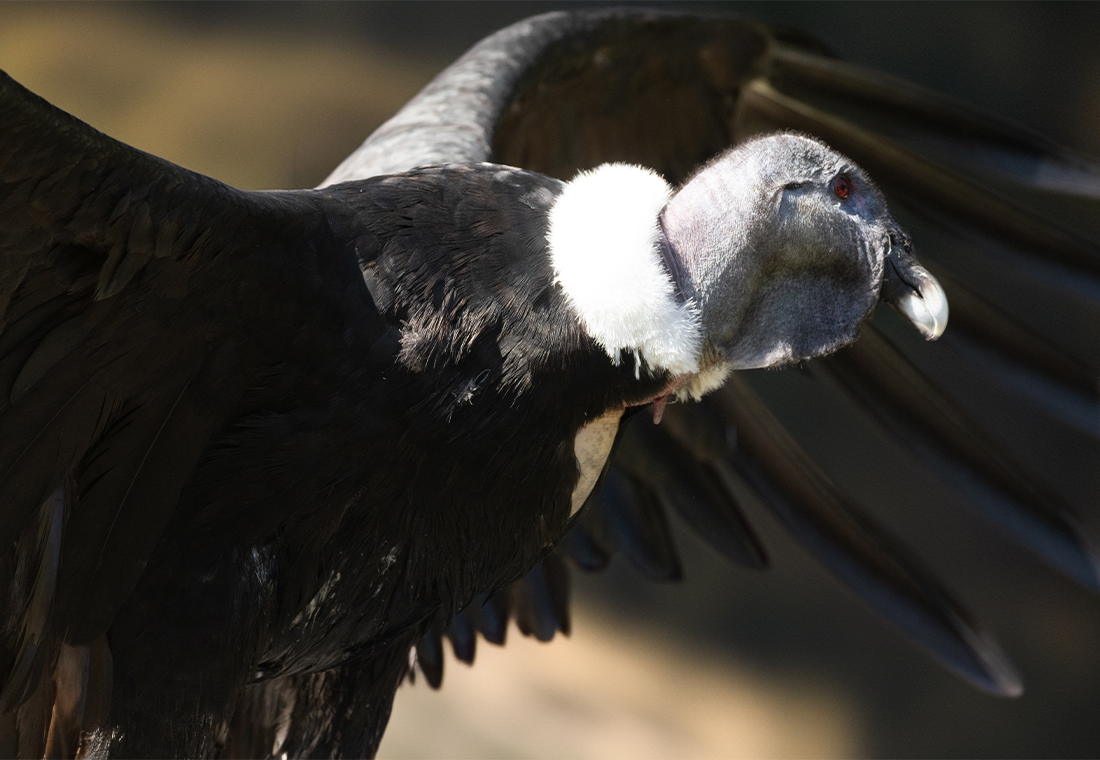 Mâle condor des Andes