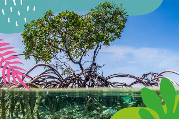 Conférence mangrove Beauval Nature 2024