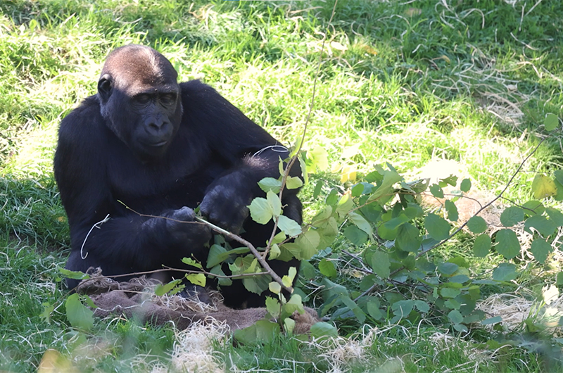 Brèves de Beauval - L'alimentation des gorilles