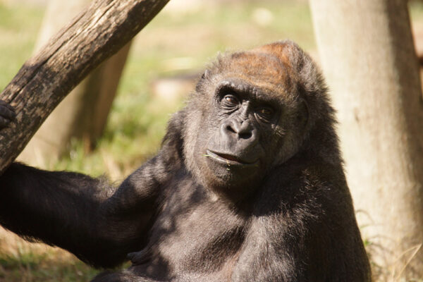 Mort Inge, femelle gorille du ZooParc de Beauval