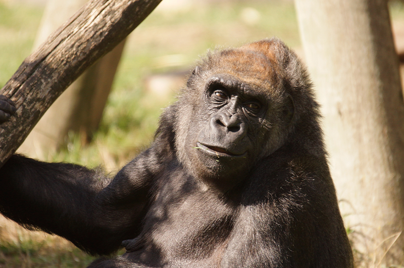 Mort Inge, femelle gorille du ZooParc de Beauval